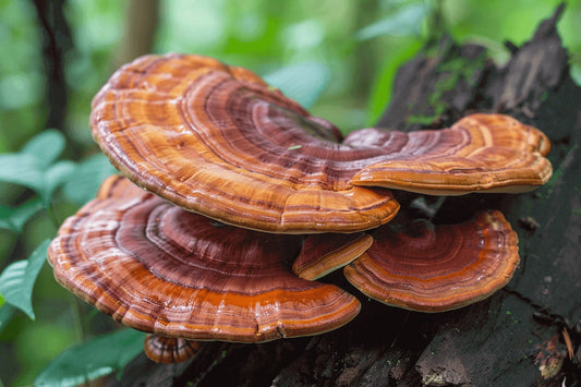 Reishi: the mushroom emperors called the herb of immortality