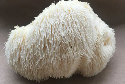 Lion's Mane: The Mushroom Monks Used for 500 Years | Mindfuel Flow